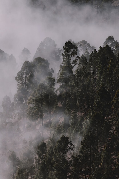 Foto grátis floresta coberta por nevoeiro