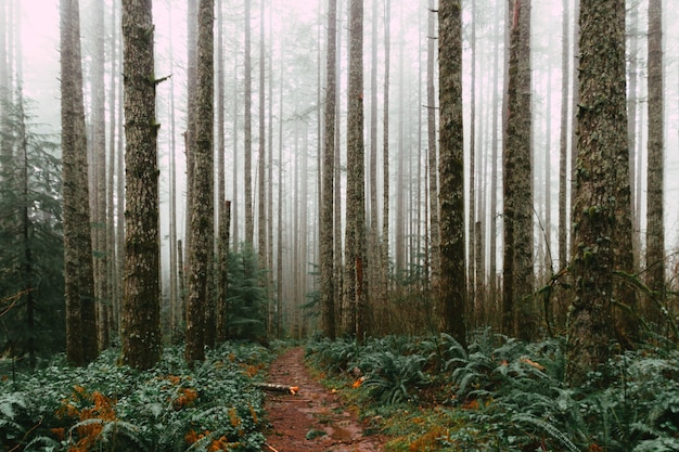 Foto grátis floresta densa e um caminho lamacento durante o dia