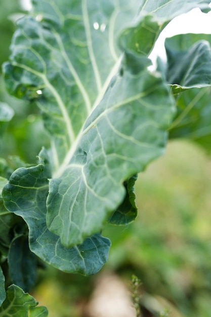 Foto grátis folha verde bonita salada verde