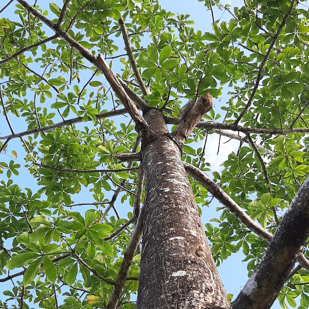 Foto grátis folhas de plantas verdes com fundo de céu azul