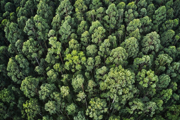 Foto grátis foto aérea aérea de uma floresta densa com belas árvores e vegetação