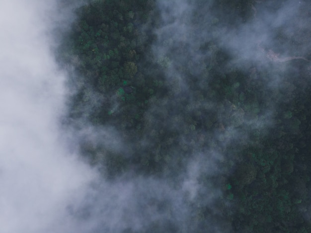 Foto grátis foto aérea de uma floresta verde coberta de névoa