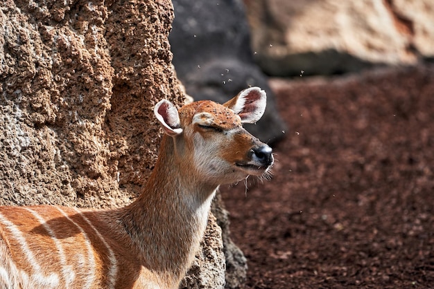 Foto grátis foto aproximada de sitatunga ocidental marrom em um zoológico