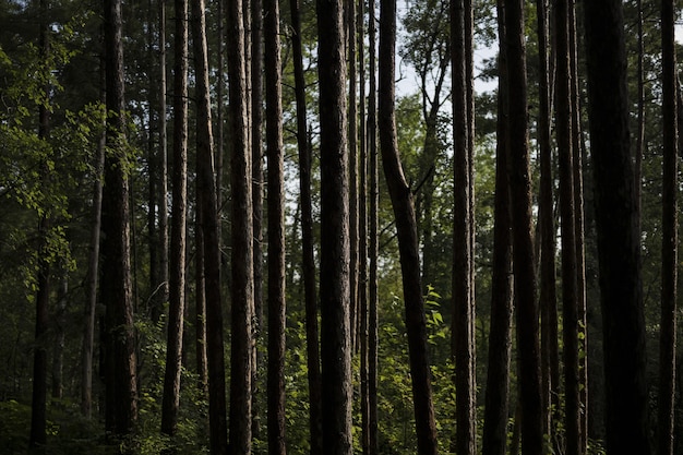 Foto grátis foto aproximada de troncos de árvores