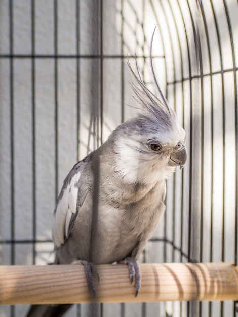 Foto grátis foto aproximada de um corella em uma gaiola