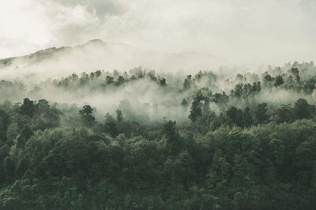 Foto grátis foto de alto ângulo de uma bela floresta com muitas árvores verdes envoltas em névoa na nova zelândia