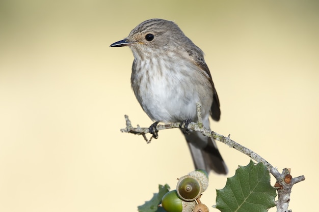 Foto grátis foto de foco seletivo de um pássaro toutinegra melodious empoleirado em um galho de carvalho