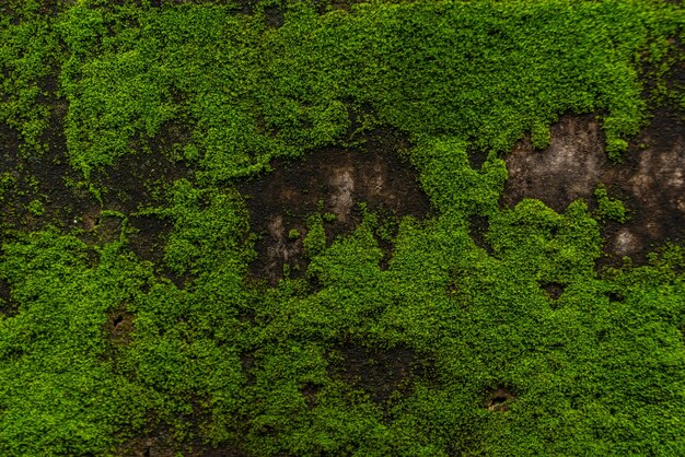 Foto do padrão de textura da parede