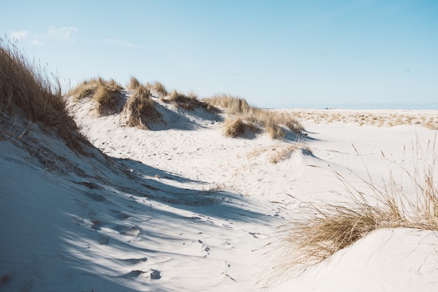 Foto grátis foto grande angular de uma paisagem feita de areia e plantas secas