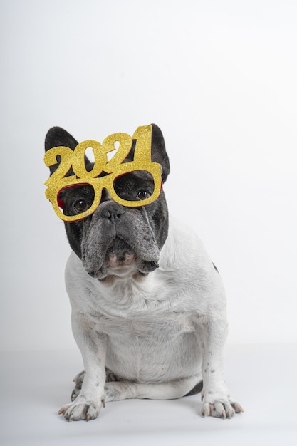 Foto grátis foto vertical de um bulldog fofo usando óculos 2021