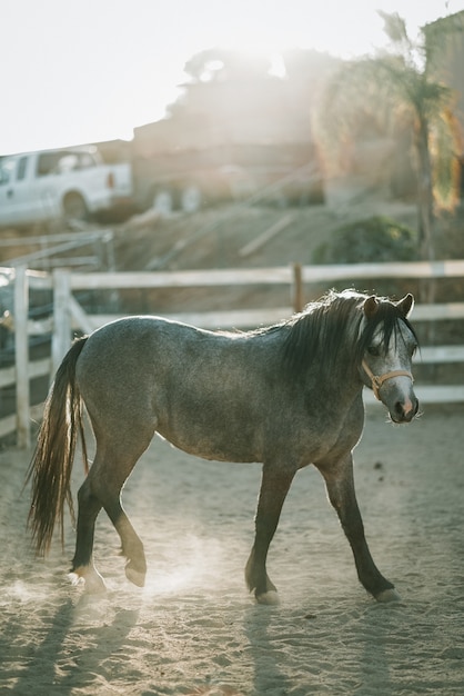 Foto grátis foto vertical de um cavalo cinza com arnês caminhando em um terreno arenoso