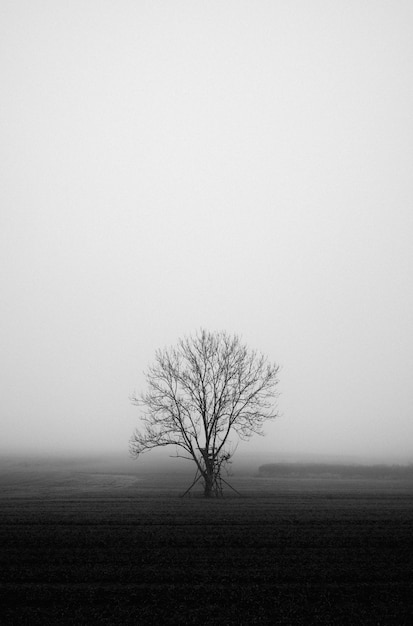 Foto grátis foto vertical em tons de cinza de um campo misterioso coberto de névoa