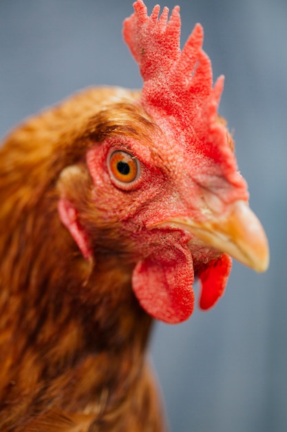 Foto grátis frango de close-up nas mãos de agricultores