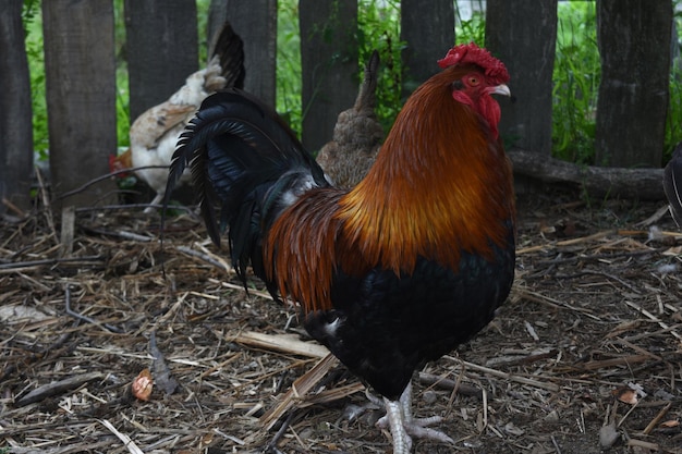 Foto grátis galo bonito com um par de galinhas ao ar livre em uma fazenda.