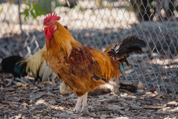 Foto grátis galo marrom e vermelho parado na cerca de metal cinza durante o dia