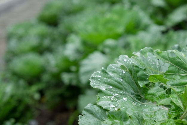 Foto grátis gota de água em vegetais