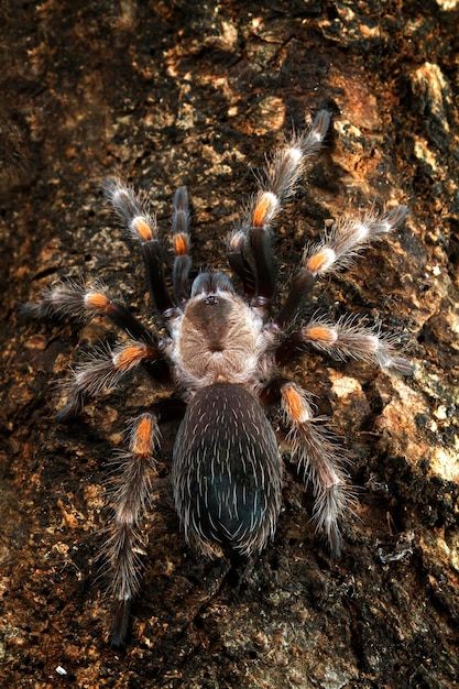 Foto grátis grammostola pulchripes tarântula chaco golden knee camuflagem em madeira