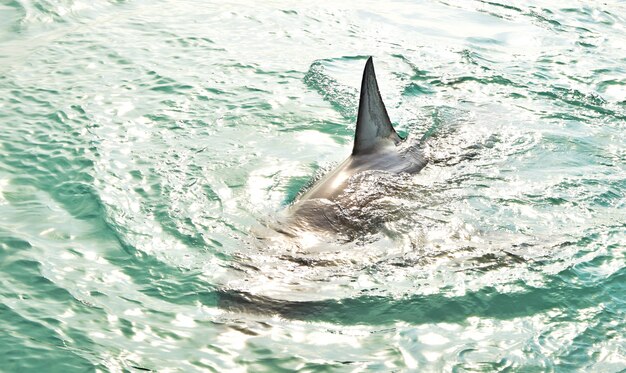 Grande barbatana dorsal de tubarão branco que rompe a superfície do mar.