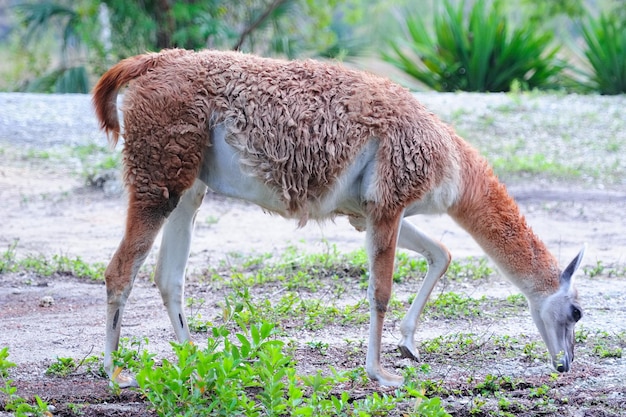 Foto grátis guanaco