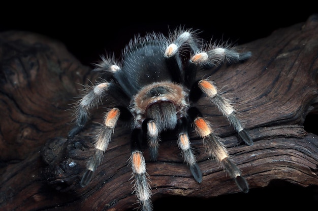 Foto grátis hamorii tarântula closeup na madeira hamorii tarantula closeup vista frontal da tarântula hamorii