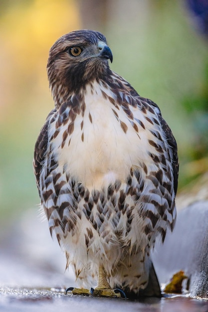 Foto grátis hawk sentado na natureza