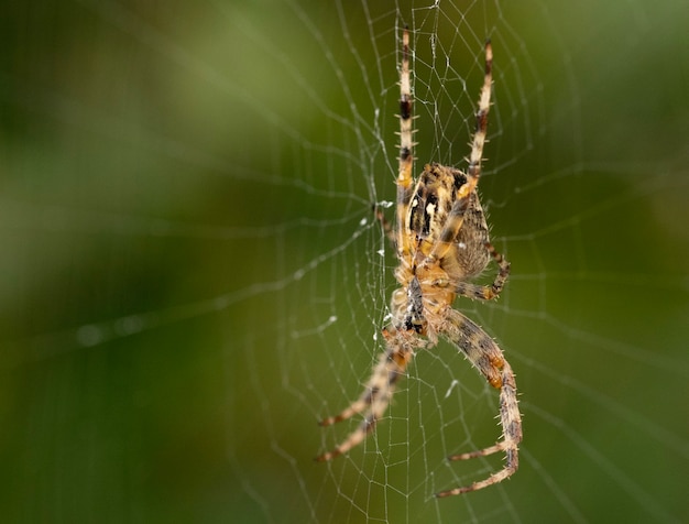 Foto grátis imagem aproximada de uma aranha em uma teia de aranha