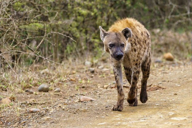 Imagem com foco superficial de uma hiena-malhada caminhando em uma estrada de terra com um espaço desfocado