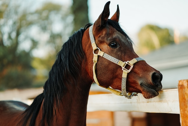 Foto grátis imagem de foco raso de um cavalo marrom usando um arreio