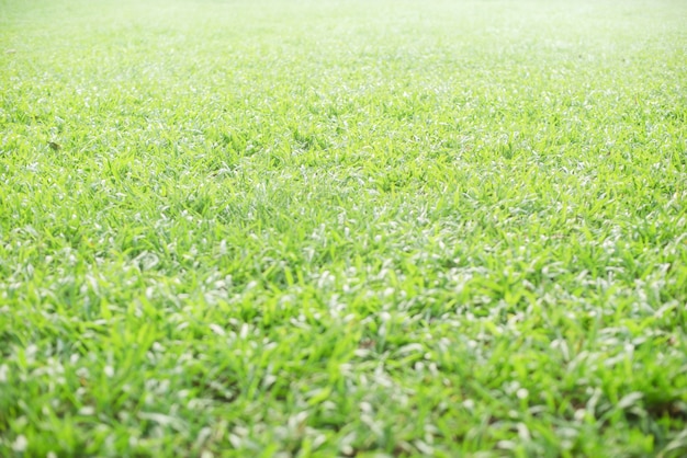 Foto grátis jardim com gramado brilhante