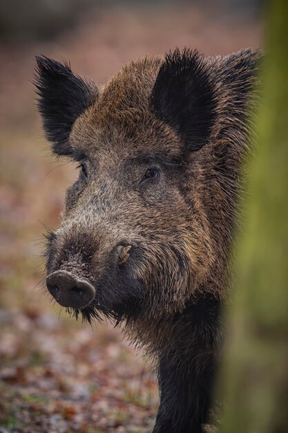 javali no habitat natural animal perigoso na floresta república checa natureza sus scrofa