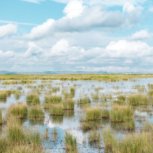 Lago raso com plantas crescendo nele e um céu azul nublado