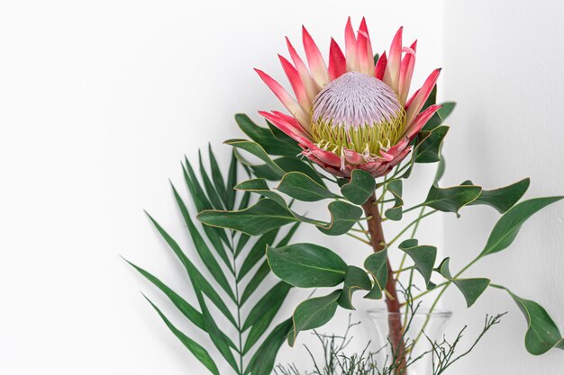 Linda flor de protea em um fundo branco isolado