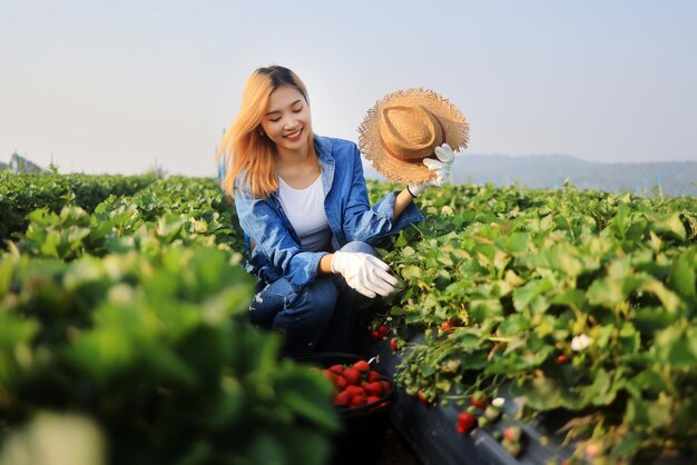 Linda mulher asiática agricultora colhe morango vermelho fresco na fazenda de morango orgânico