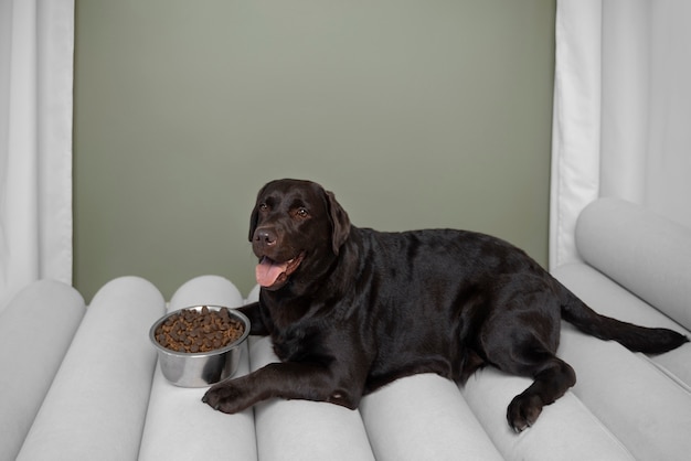 Lindo cachorro com comida nutritiva