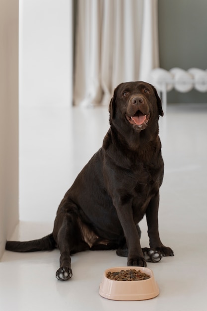 Lindo cachorro com comida nutritiva