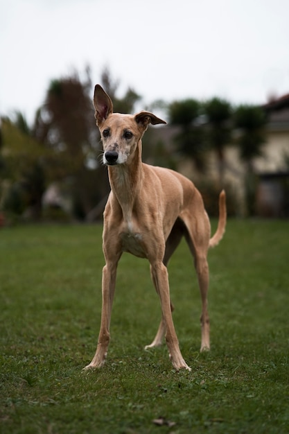 Foto grátis lindo cão galgo ao ar livre