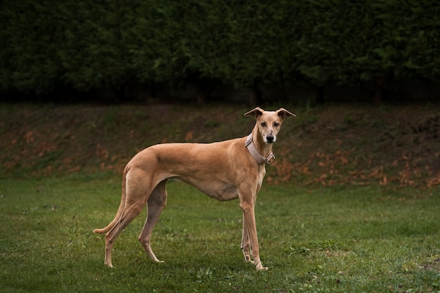 Foto grátis lindo cão galgo ao ar livre