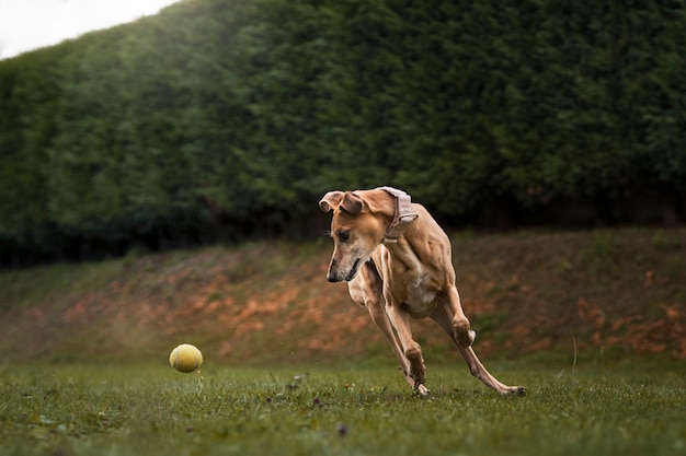 Foto grátis lindo cão galgo brincando lá fora