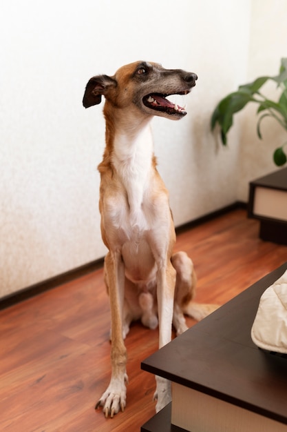 Foto grátis lindo cão galgo em casa