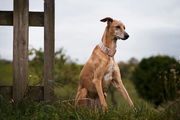 Foto grátis lindo cão galgo sentado ao ar livre