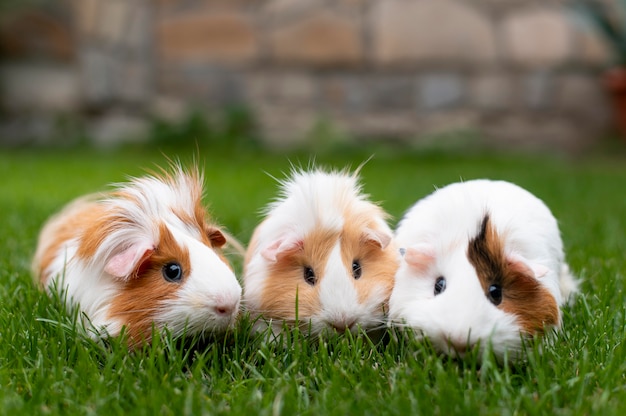 Foto grátis lindo retrato de animal de estimação de porquinho-da-índia