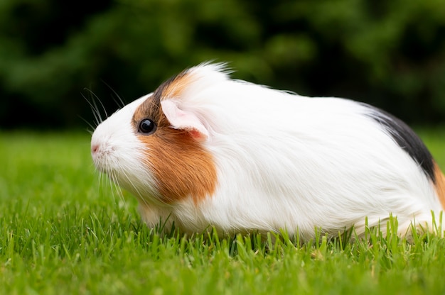 Foto grátis lindo retrato de animal de estimação de porquinho-da-índia