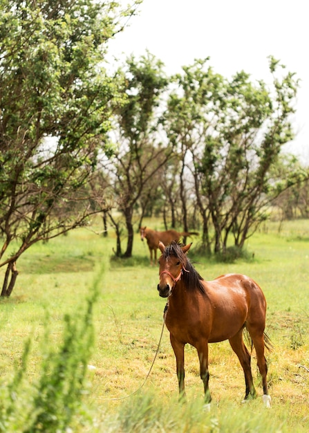 Foto grátis lindos cavalos marrons no campo