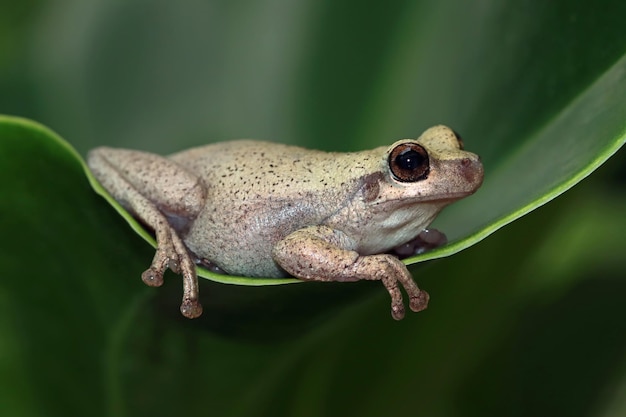 Foto grátis litoria rubella perereca em folhas verdes perna de árvore australiana em folhas verdes perna de árvore do deserto