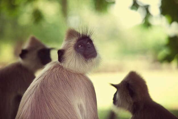 Macaco no Sri Lanka