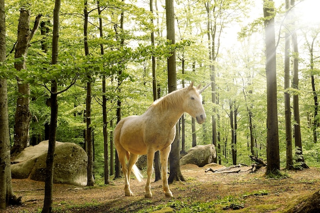 Magnífico unicórnio na natureza