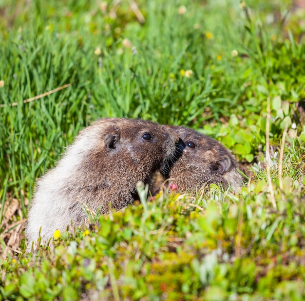 Foto grátis marmota