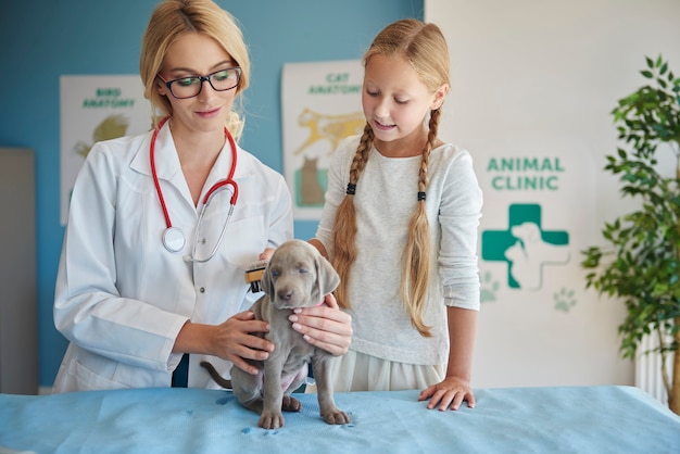 Foto grátis menina escovando seu cachorro no veterinário