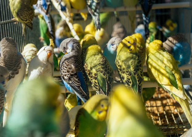 Foto grátis mercado de pássaros - bando de periquitos