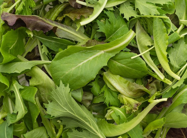 Foto grátis mistura de salada com alface de rucola, frisee, radicchio e cordeiro